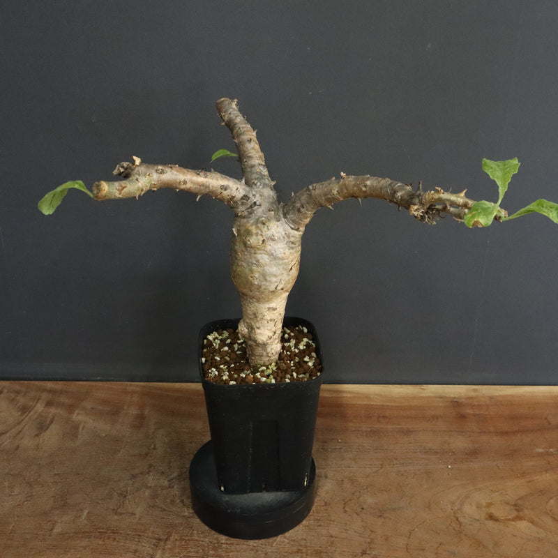 S.ブッセアヌス 1