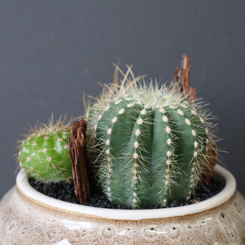 サボテン寄せ植え　EC706