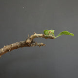 S.ブッセアヌス 1