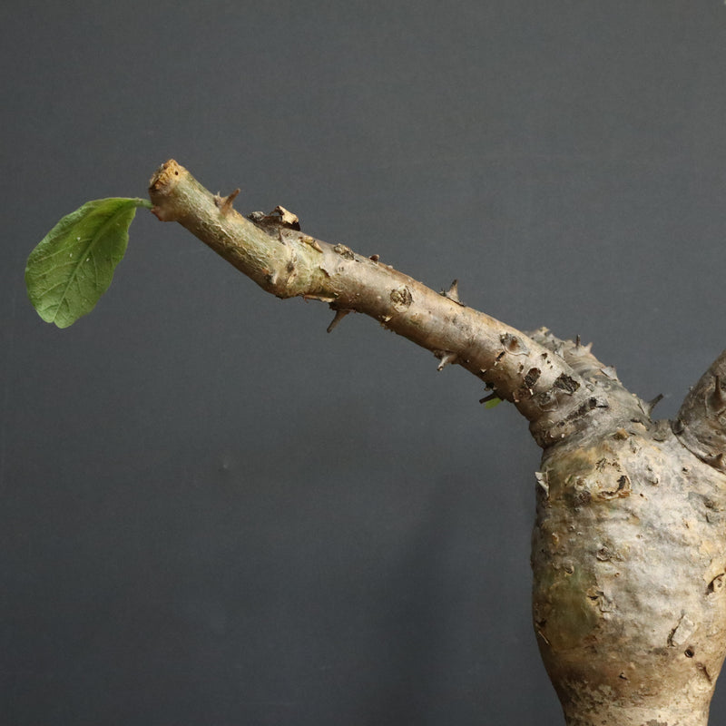 S.ブッセアヌス 1