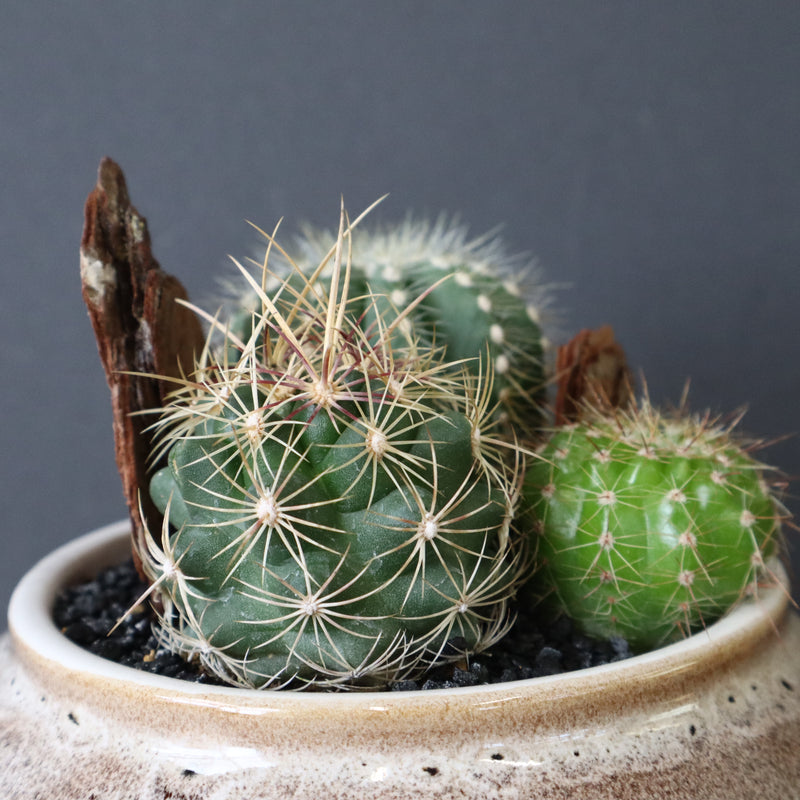 サボテン寄せ植え　EC706
