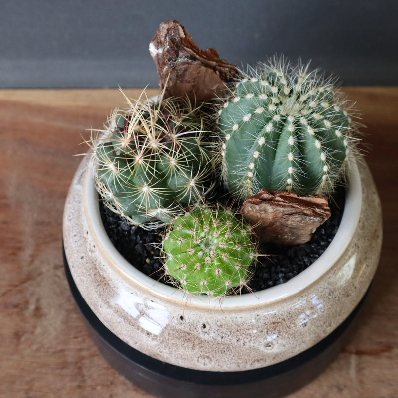 サボテン寄せ植え　EC706