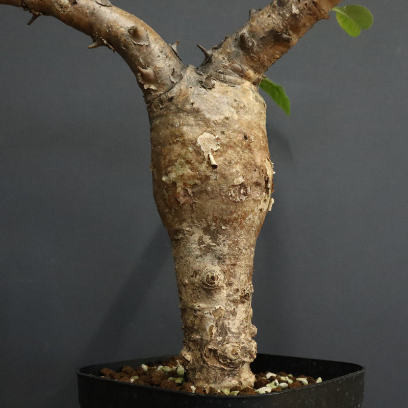 S.ブッセアヌス 1