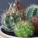 サボテン寄せ植え　EC706