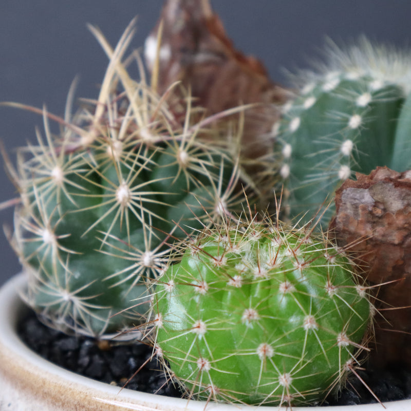 サボテン寄せ植え　EC706