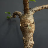 S.ブッセアヌス 1