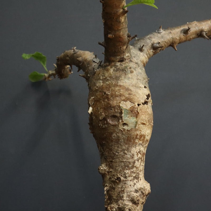 S.ブッセアヌス 1