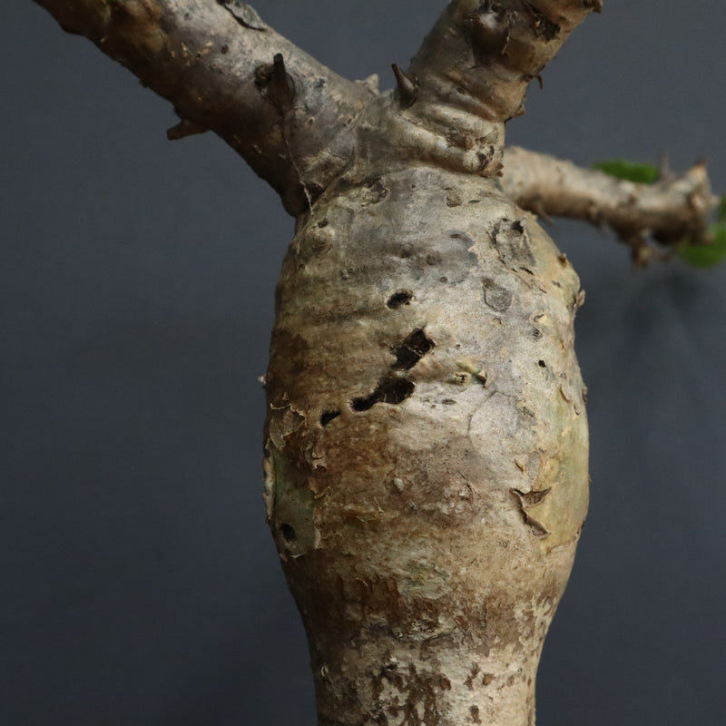 S.ブッセアヌス 1