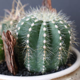 サボテン寄せ植え　EC706
