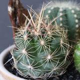 サボテン寄せ植え　EC706