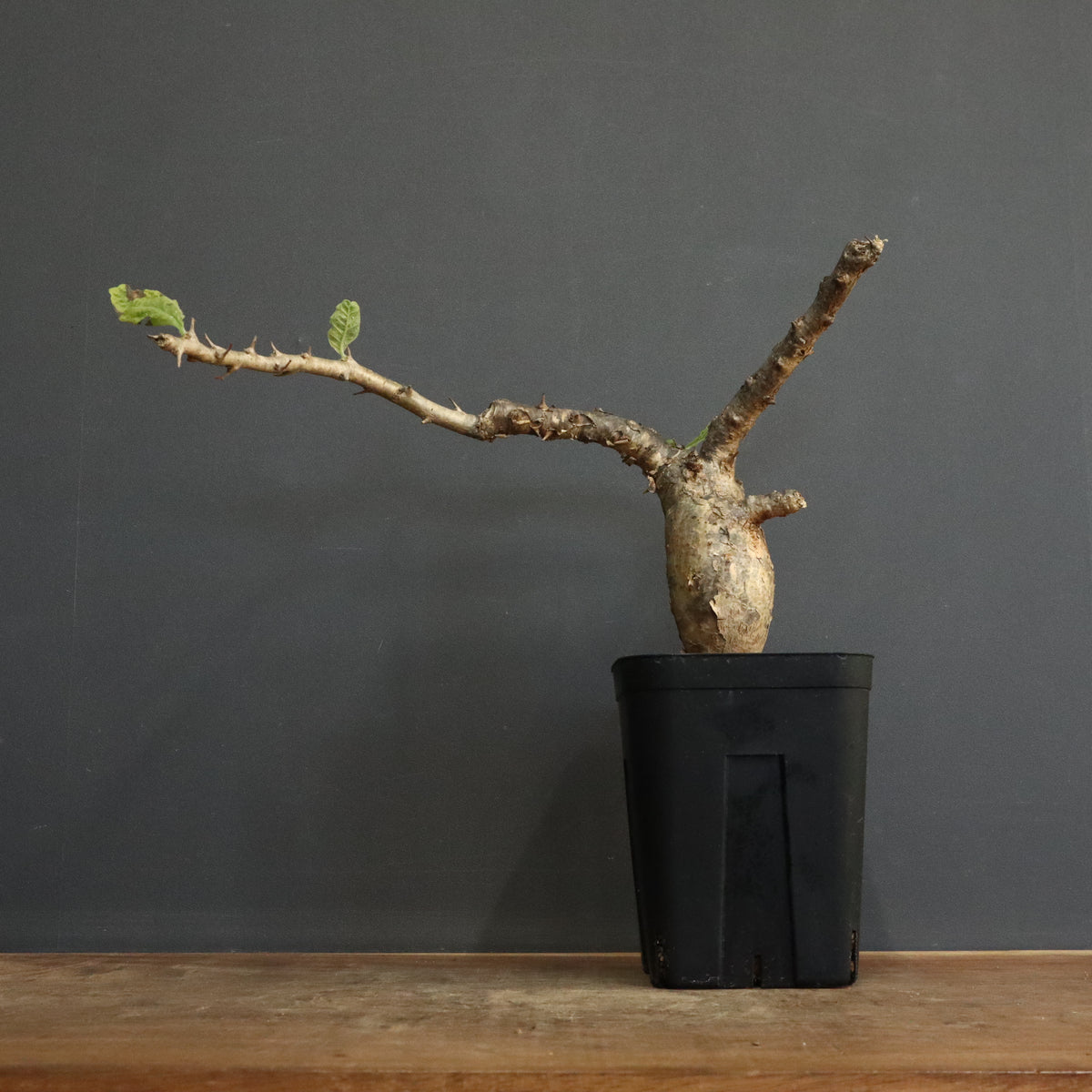 新商品 – 11ページ目 – TaiShoDo ONLINE SHOP 新商品 – 11ページ目 – TaiShoDo ONLINE SHOP