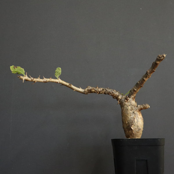 S.ブッセアヌス 3