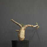 S.ブッセアヌス 3