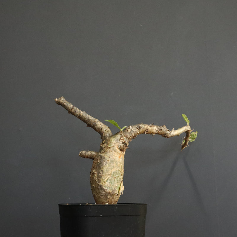 S.ブッセアヌス 3