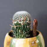 サボテン寄せ植え　EC707