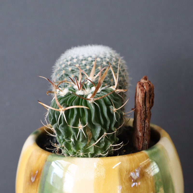 サボテン寄せ植え　EC707