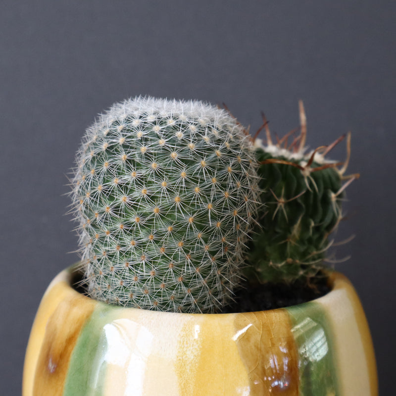 サボテン寄せ植え　EC707