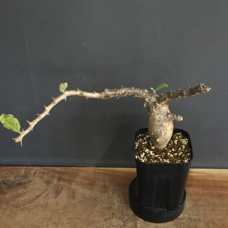 S.ブッセアヌス 3