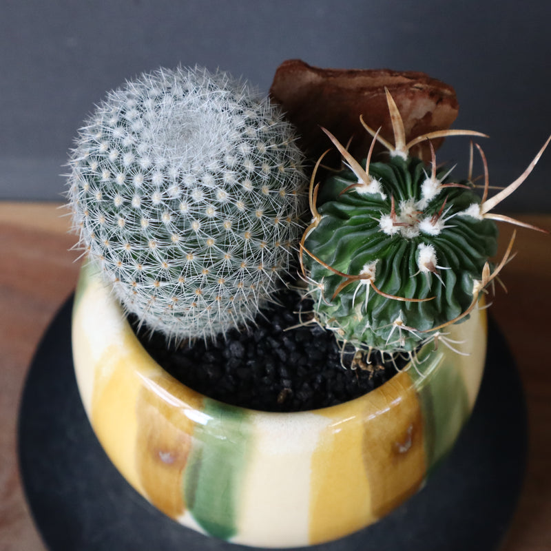 サボテン寄せ植え　EC707