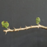 S.ブッセアヌス 3