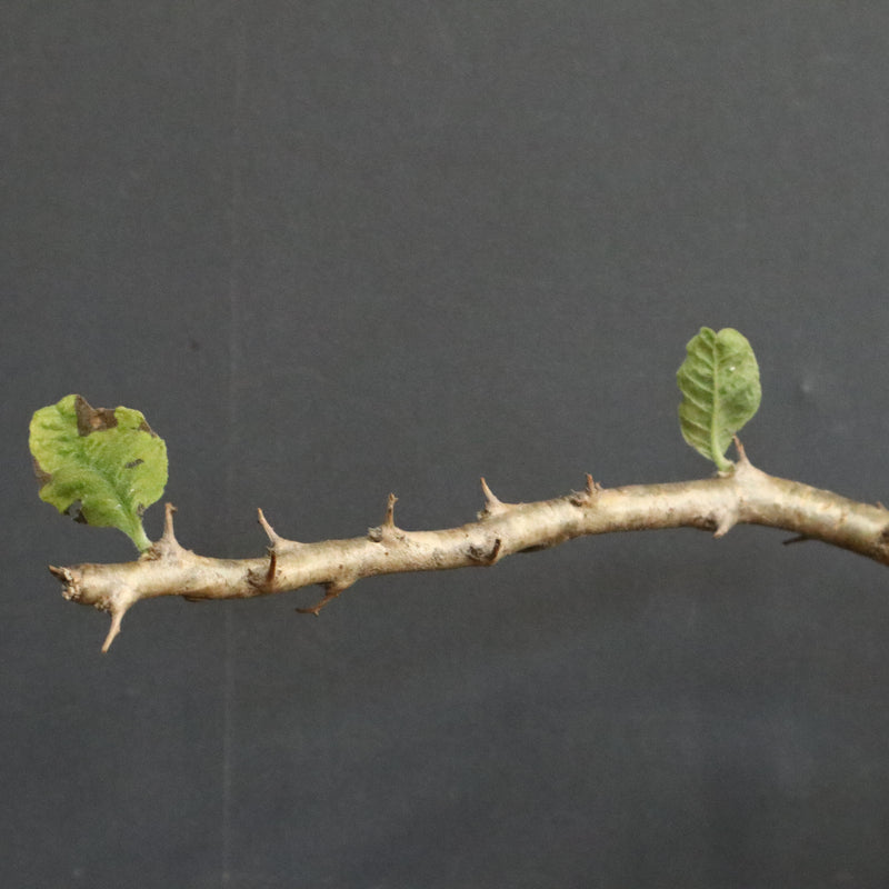 S.ブッセアヌス 3