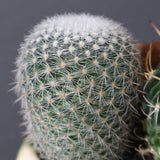 サボテン寄せ植え　EC707