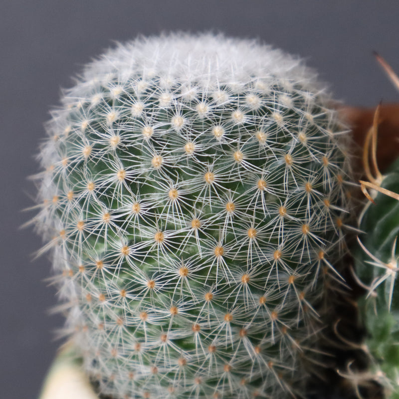 サボテン寄せ植え　EC707