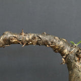 S.ブッセアヌス 3