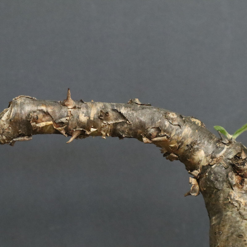 S.ブッセアヌス 3