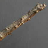 S.ブッセアヌス 3