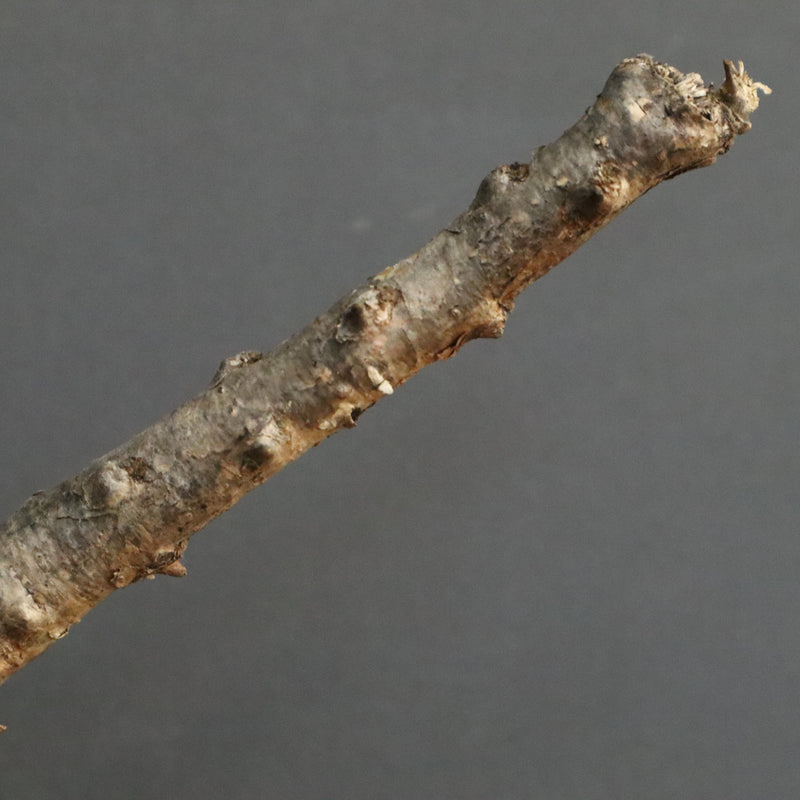 S.ブッセアヌス 3