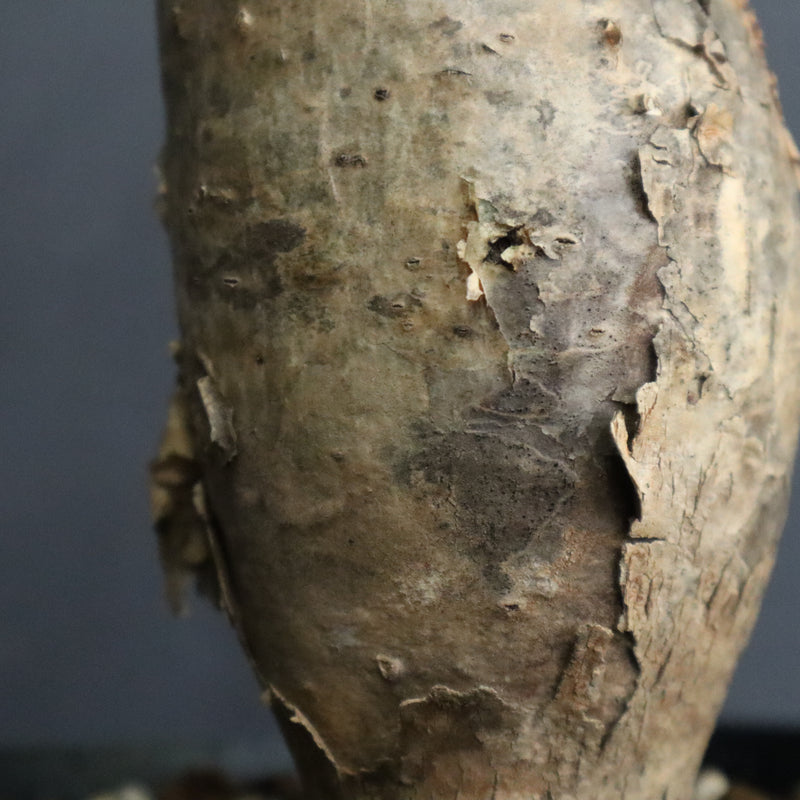 S.ブッセアヌス 3