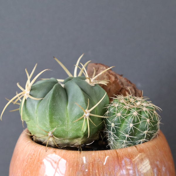 サボテン寄せ植え　EC708