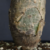 S.ブッセアヌス 3