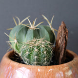 サボテン寄せ植え　EC708
