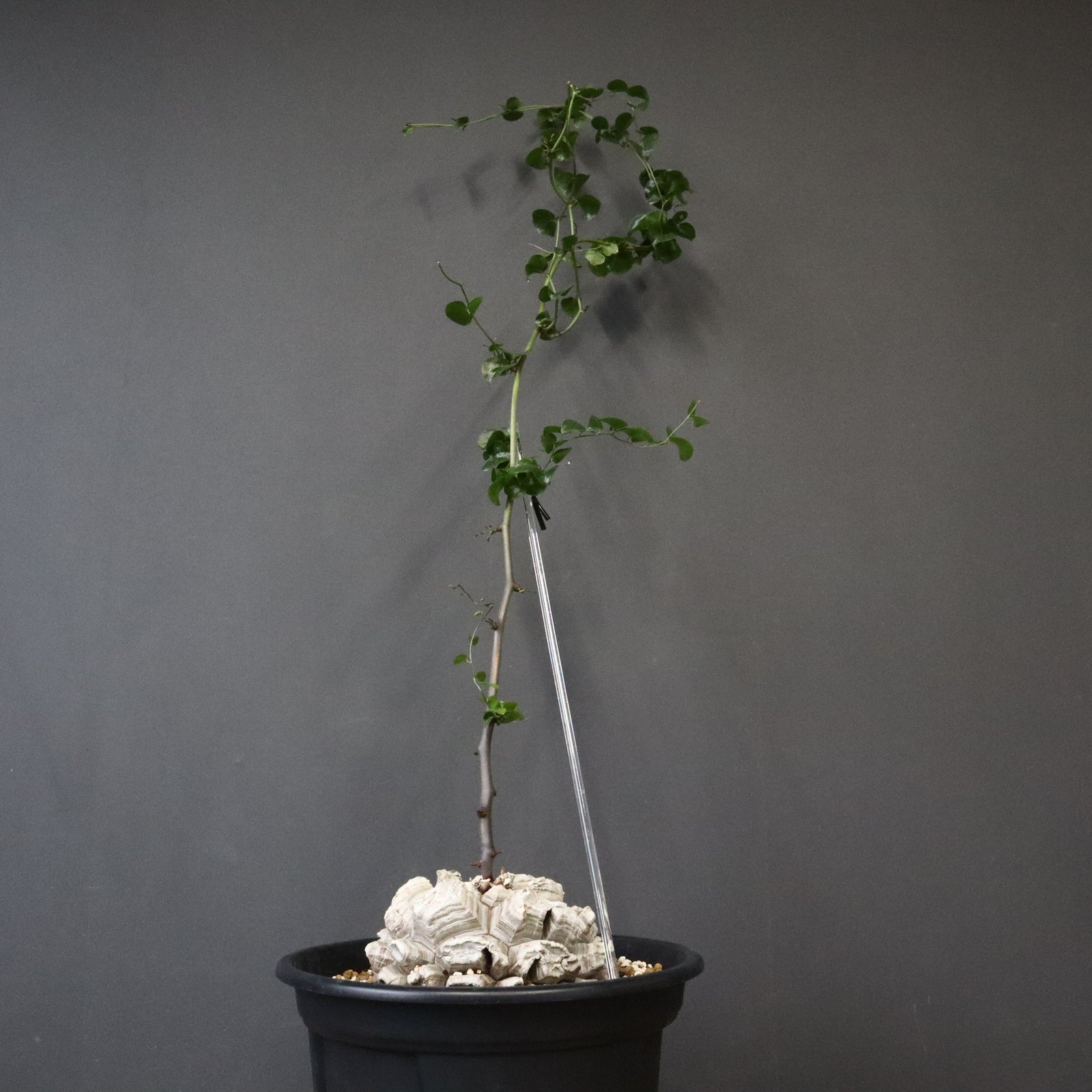 亀甲竜 EC1298 – TaiShoDo ONLINE SHOP