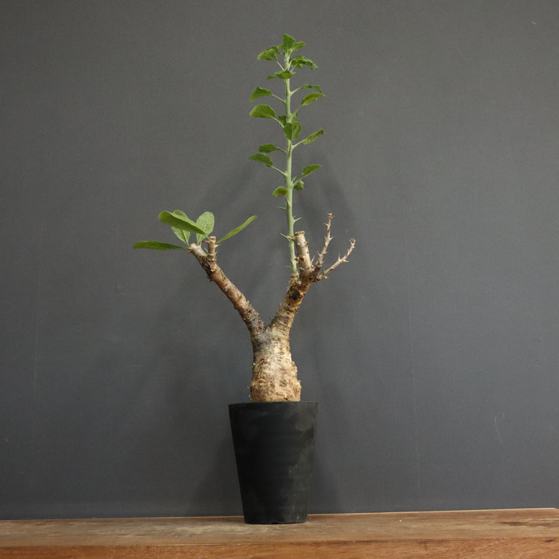 S.ブッセアヌス 2