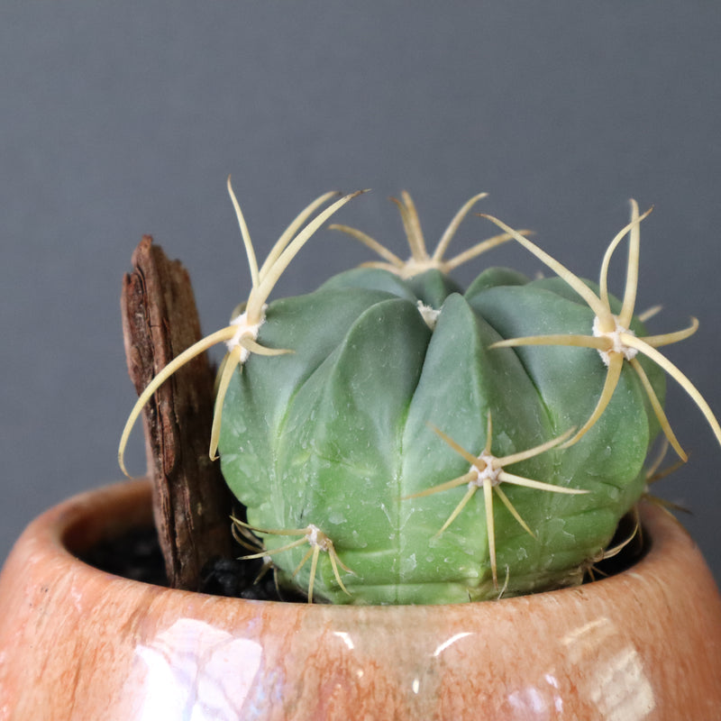 サボテン寄せ植え　EC708