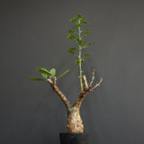 S.ブッセアヌス 2