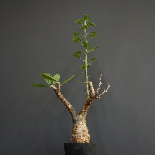 S.ブッセアヌス 2