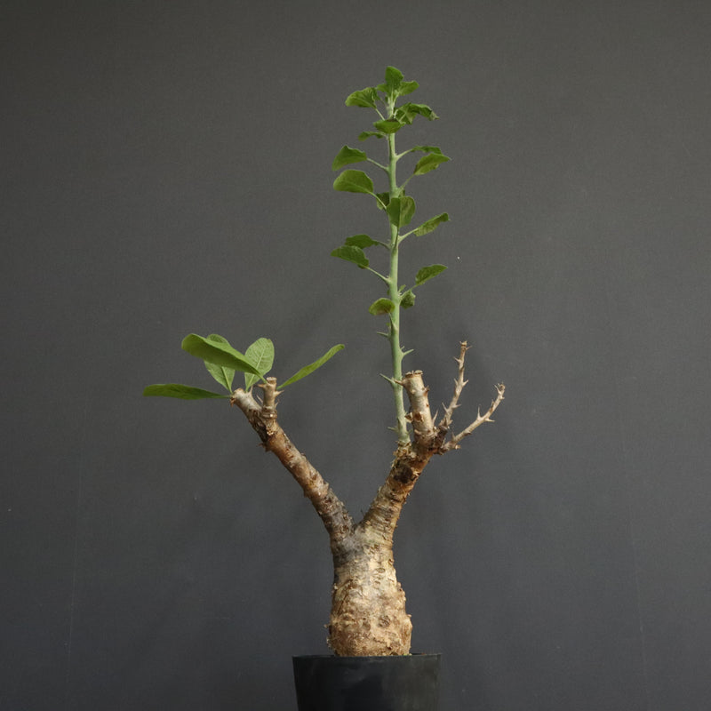 S.ブッセアヌス 2