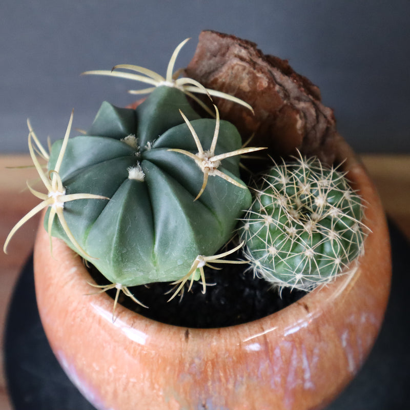 サボテン寄せ植え　EC708
