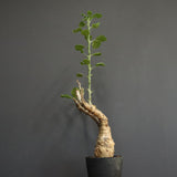 S.ブッセアヌス 2