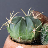 サボテン寄せ植え　EC708
