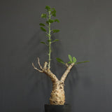 S.ブッセアヌス 2