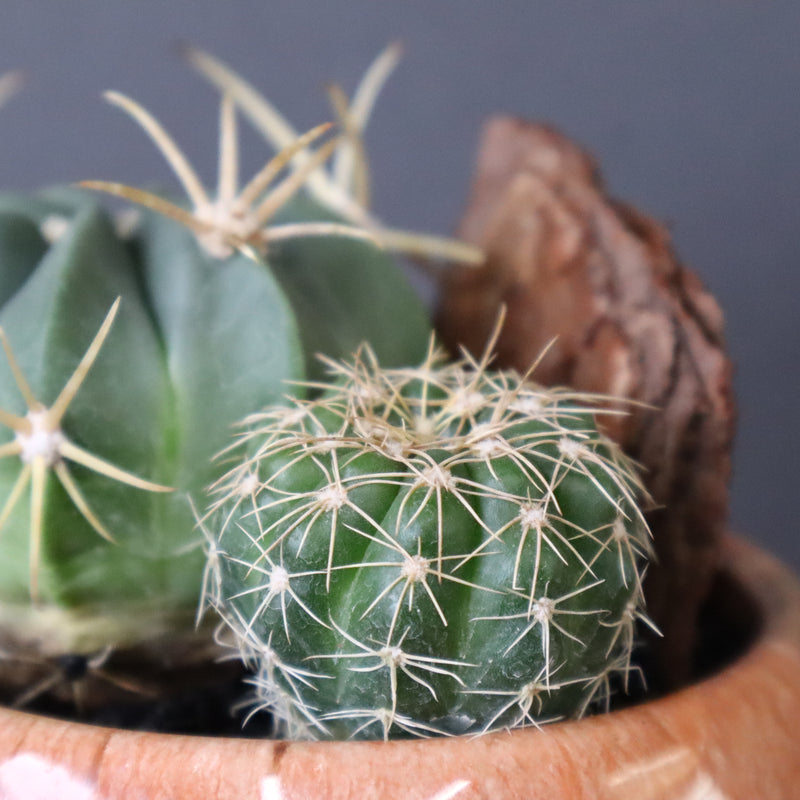 サボテン寄せ植え　EC708