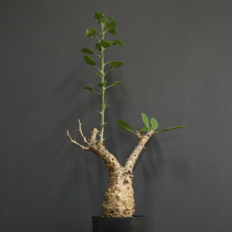 S.ブッセアヌス 2