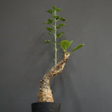 S.ブッセアヌス 2