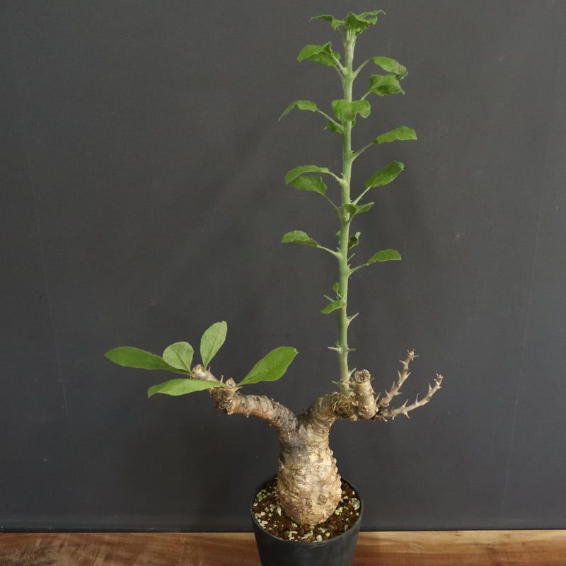 S.ブッセアヌス 2