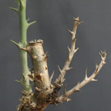 S.ブッセアヌス 2